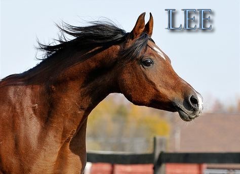 Lee 2