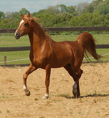 Safira-4